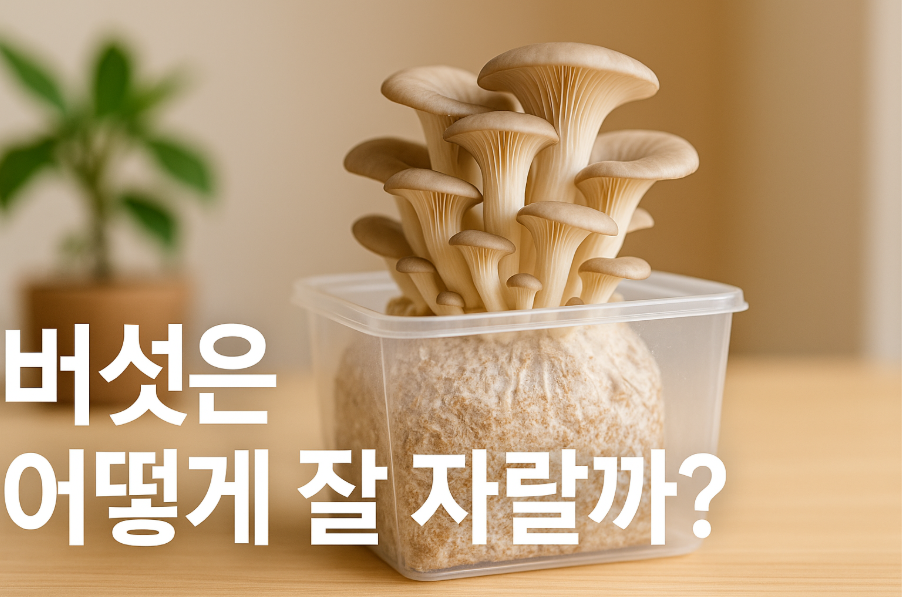 버섯은 어떻게 잘 자랄까?